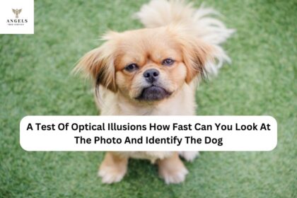 A Test Of Optical Illusions How Fast Can You Look At The Photo And Identify The Dog